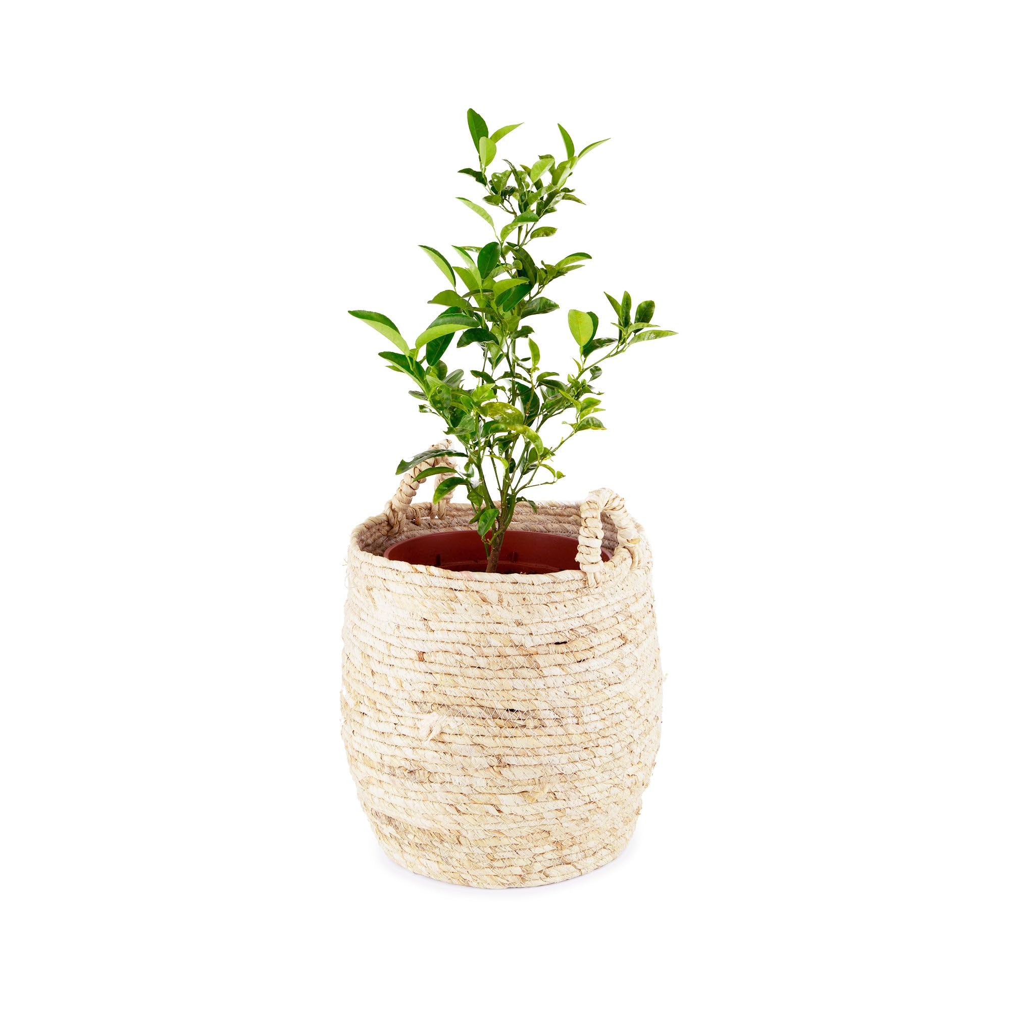 compactor-panier-de-rangement-naturel-30-x-h-30-cm-ran9702-feuilles-de-ma-s image 7